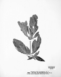 Uredo lychnidearum image